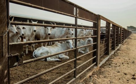 Mato Grosso registra maior crescimento do país no abate de bovinos no 1º trimestre de 2026