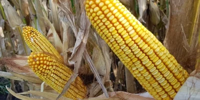 Colheita de milho de MT supera 10% da área, indica Imea
