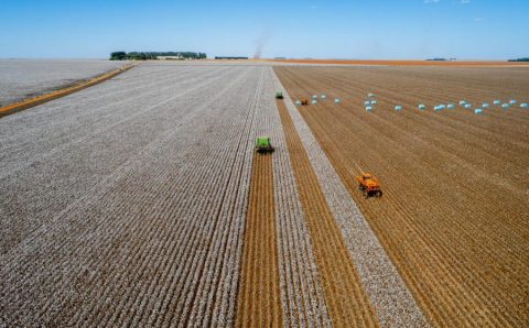Mato Grosso lidera produção de algodão, soja e milho há décadas e reforça domínio na safra 2025/26