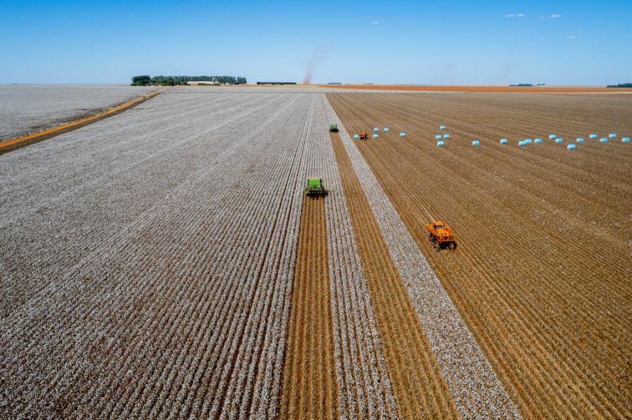 Mato Grosso lidera produção de algodão, soja e milho há décadas e reforça domínio na safra 2025/26