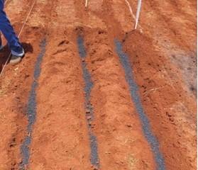 Com apoio da Fapemat, pesquisadores desenvolvem fertilizante sustentável a partir de cinza vegetal em Rondonópolis