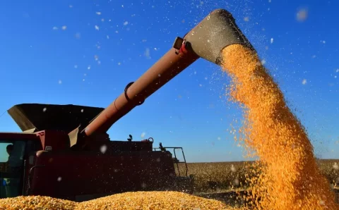 MT:  Milho de Mato Grosso deve ganhar mercado com seca em outros estados e fortalecer demanda na safra 2025/26