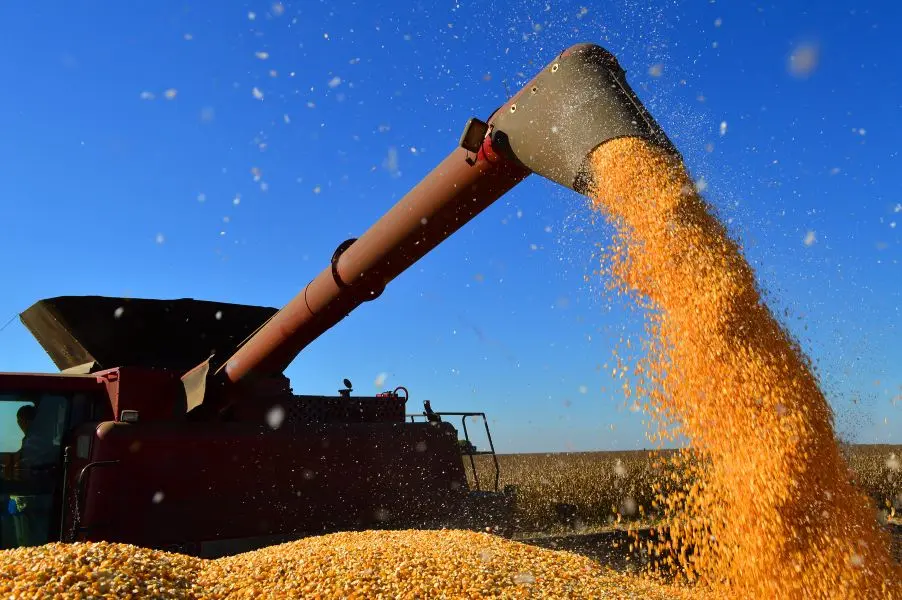 MT:  Milho de Mato Grosso deve ganhar mercado com seca em outros estados e fortalecer demanda na safra 2025/26