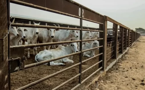 MT:  Mato Grosso lidera crescimento da pecuária no Brasil e registra maior alta no abate de bovinos em 2026