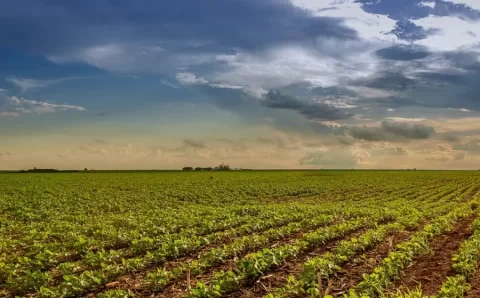 MT:  Mato Grosso alcança marca histórica e mantém liderança nacional em soja, milho e algodão