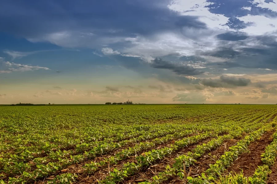MT:  Mato Grosso alcança marca histórica e mantém liderança nacional em soja, milho e algodão