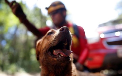 Mato Grosso sediará Certificação Nacional de Cães de Busca, Resgate e Salvamento