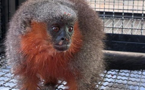 Macacos zogue-zogue recebem tratamento médico e são devolvidos à natureza em Alta Floresta