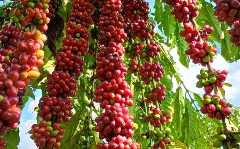 Com assistência técnica da Empaer, cafeicultura de Colniza alcança produtividade recorde
