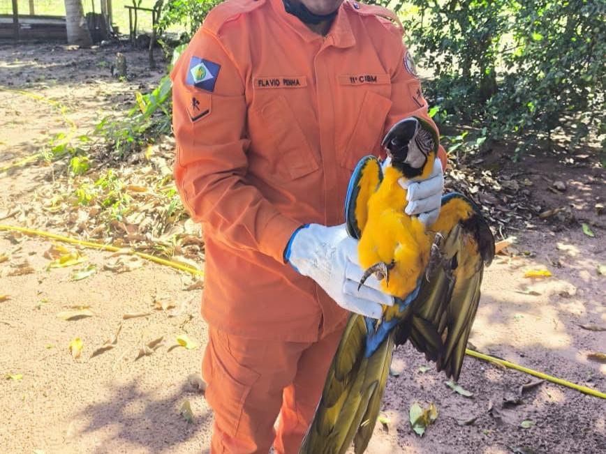 Corpo de Bombeiros resgata arara-canindé que caiu em quintal de residência