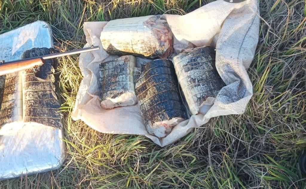 Sema apreende 22 quilos de pescado e de carne de jacaré em Poconé
