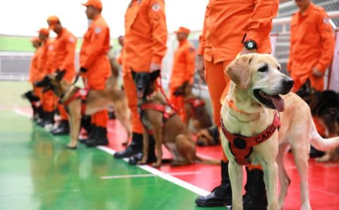 Certificação nacional habilita 18 cães para operações de busca e resgate dos Corpos de Bombeiros