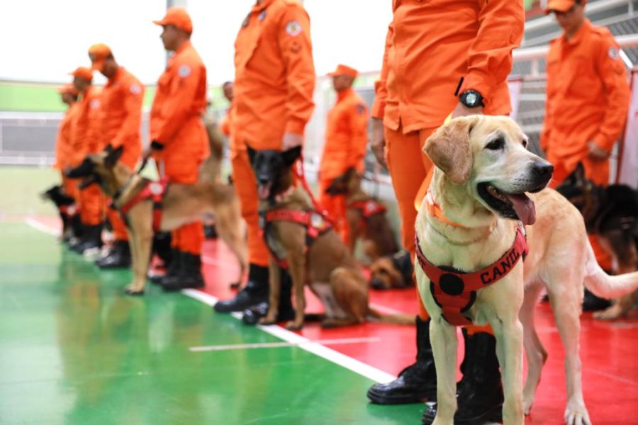 Certificação nacional habilita 18 cães para operações de busca e resgate dos Corpos de Bombeiros