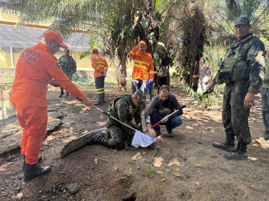 Sema e parceiros iniciam capacitação para manejo e contenção de fauna em caso de incêndios florestais