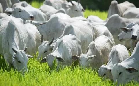 MT:  Pecuaristas de Mato Grosso enfrentam dificuldade para encontrar vacinas contra clostridioses e alertam para alta nos preços