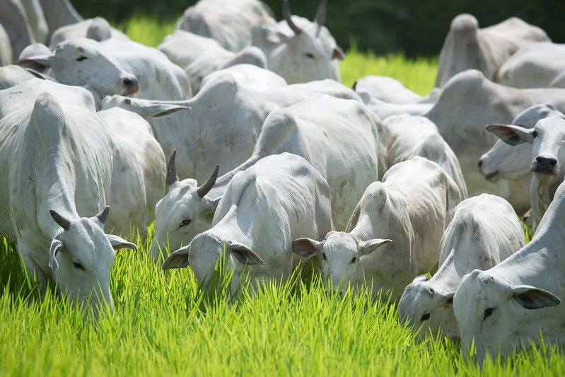 MT:  Pecuaristas de Mato Grosso enfrentam dificuldade para encontrar vacinas contra clostridioses e alertam para alta nos preços