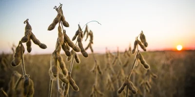 MT:  Mato Grosso lidera avanço da soja sustentável e impulsiona Brasil a superar 2 milhões de hectares certificados