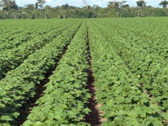 Crédito rural continua insuficiente para produtores de Mato Grosso, afirma Famato