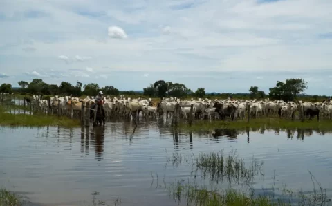 MT:  Arrecadação da pecuária cresce 4,7% e chega a R$ 744,9 milhões em Mato Grosso