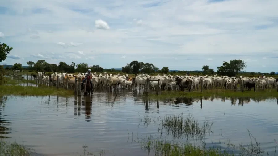 MT:  Arrecadação da pecuária cresce 4,7% e chega a R$ 744,9 milhões em Mato Grosso