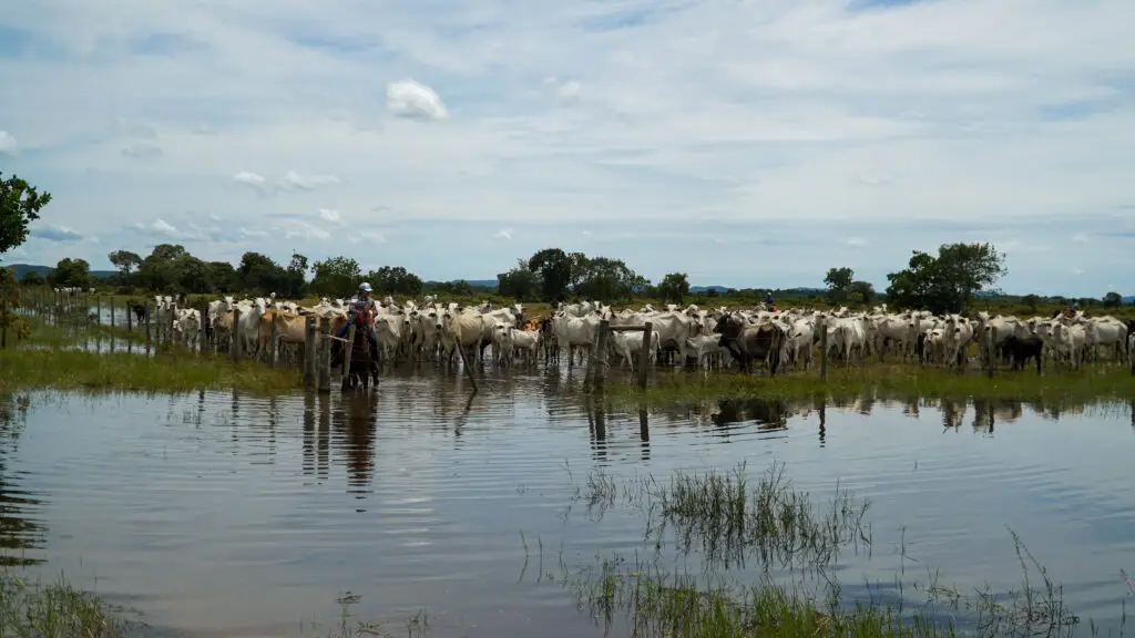 MT:  Arrecadação da pecuária cresce 4,7% e chega a R$ 744,9 milhões em Mato Grosso