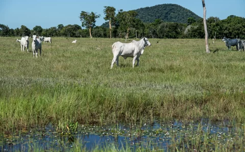 MT:  Nova resolução estabelece regras para áreas úmidas e amplia segurança jurídica aos produtores rurais em Mato Grosso