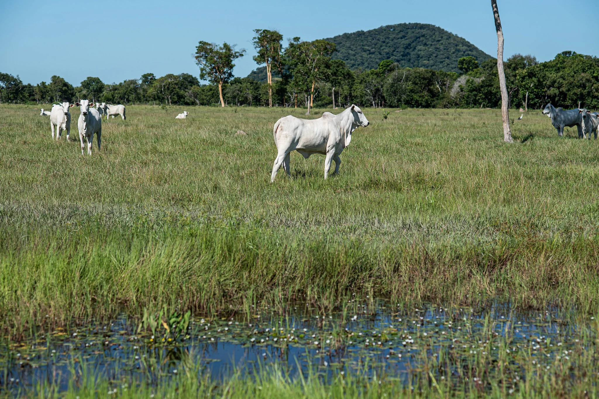 MT:  Nova resolução estabelece regras para áreas úmidas e amplia segurança jurídica aos produtores rurais em Mato Grosso