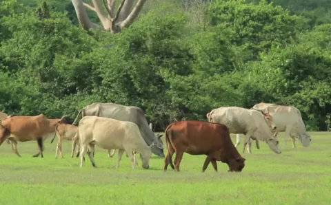 MT: Pecuária de Mato Grosso inicia segundo semestre com mercado atento à oferta de animais