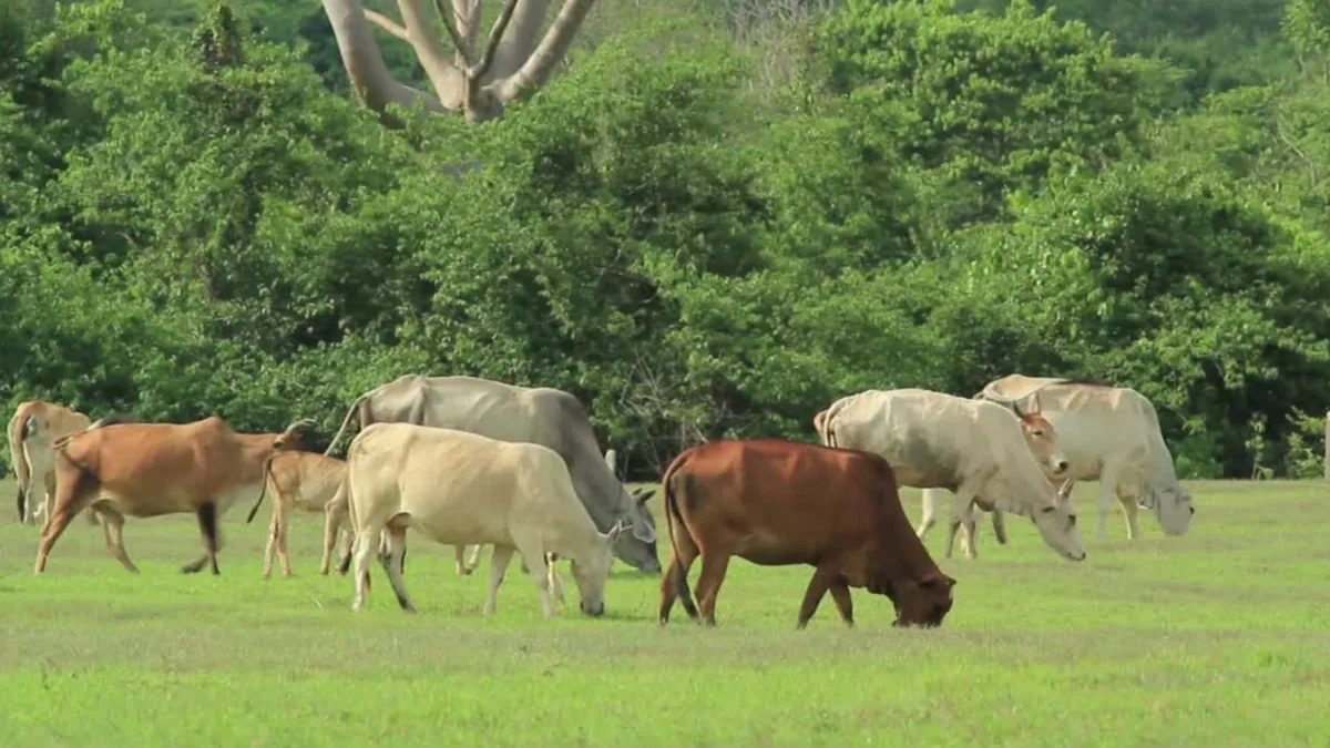 MT: Pecuária de Mato Grosso inicia segundo semestre com mercado atento à oferta de animais